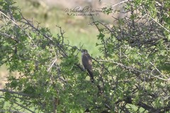 Falco columbarius
