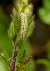 Stenoptilia pterodactyla