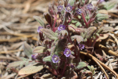 Phacelia austromontana