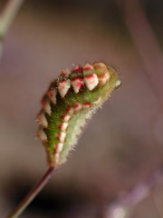 Callophrys augustinus