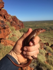Pilbara Crevice Skink photo 1