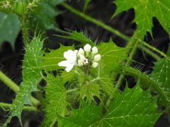Cnidoscolus angustidens