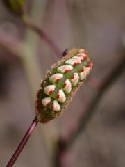 Callophrys augustinus