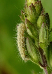 Stenoptilia pterodactyla