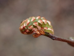 Callophrys augustinus