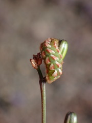 Callophrys augustinus