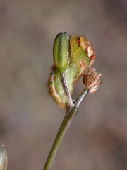 Callophrys augustinus