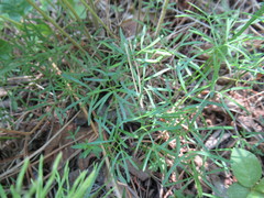 Cenolophium denudatum