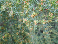 Salsola oppositifolia