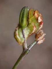 Callophrys augustinus