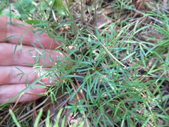 Cenolophium denudatum