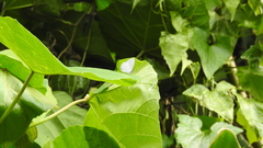 Celastrina lavendularis himilcon
