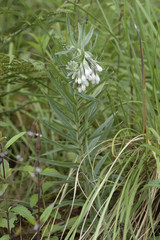 Lithospermum trinervium