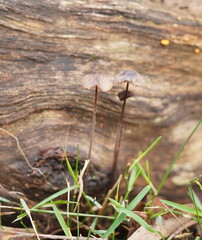 Mycena cystidiosa