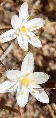 Ornithogalum nanodes