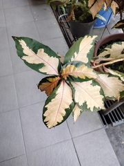 Graptophyllum