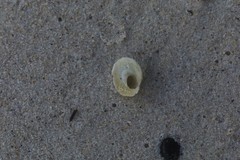 Bellastraea squamifera