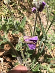 Lycianthes moziniana