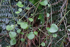 Scandia geniculata