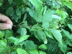 Viburnum rafinesqueanum