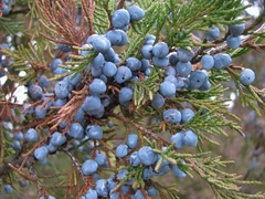 Juniperus maritima