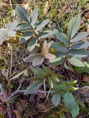 Rosa glauca