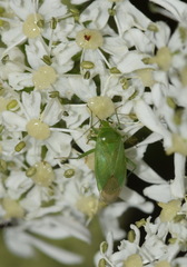 Lygocoris