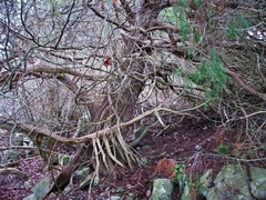 Juniperus maritima