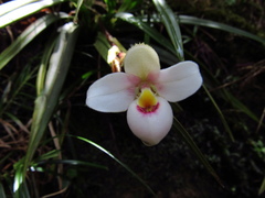 Phragmipedium schlimii