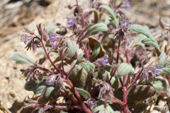 Phacelia austromontana