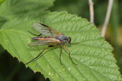Rhagio vitripennis