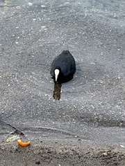 Fulica atra