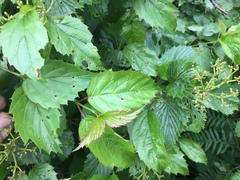 Viburnum rafinesqueanum