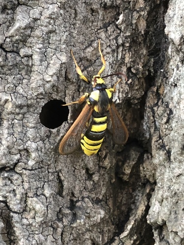 Hornet Moth, Adm, Amsterdam, Noord-Holland, NL, photo 6 of 10