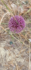 Allium polyanthum