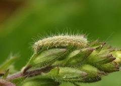 Stenoptilia pterodactyla