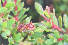 Leptospermum rupestre