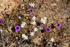 Ornithogalum nanodes