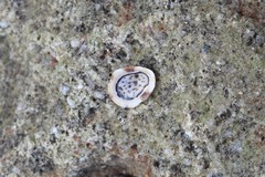 Patelloida latistrigata