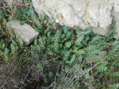 Petrosedum sediforme