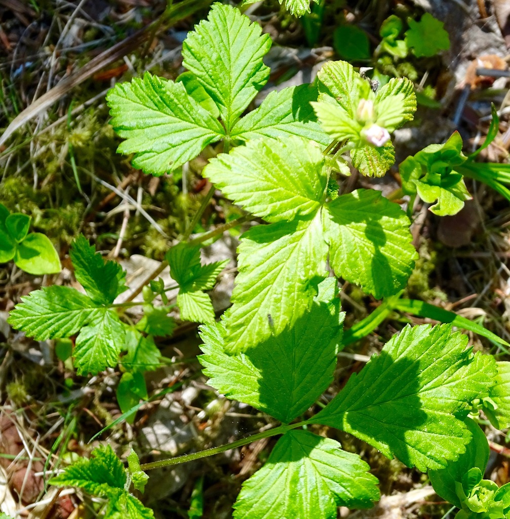 Dwarf Raspberry Stem dwarf raspberry from Trans-Canada Hwy, Glovertown, NL A0C 1L0, Canada ...