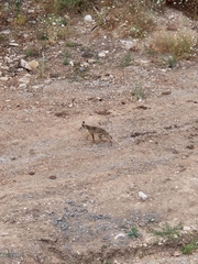 Vulpes vulpes