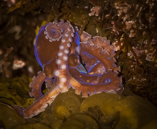 California Lilliput Octopus photographed in California