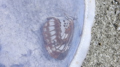 Neptis pryeri
