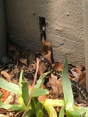 Amplorhinus multimaculatus