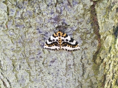 Abraxas grossulariata