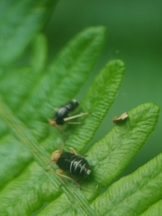 Ditropis pteridis