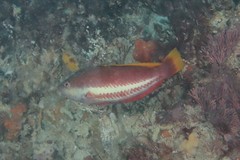 Pseudolabrus biserialis