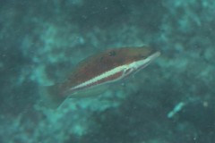 Pseudolabrus biserialis