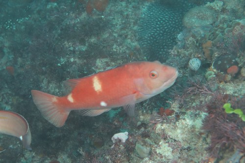 Foxfish (Bodianus frenchii) — Labridae — 5
